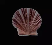 Sea shell- Pecten pyxidatus- 55mm
