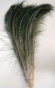 25 Pcs PEACOCK SWORDS Natural Feathers 25"-30" Craft/Pad/Decor/Costume/Halloween
