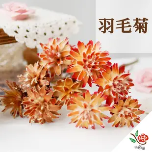 【極度花燥】乾燥羽毛菊