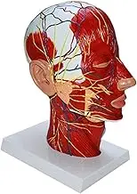 1pc Human Head Model with Muscle Neurovascular Teaching Model for Classroom Display