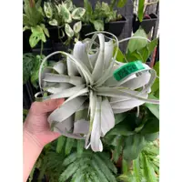 在飛比找蝦皮購物優惠-「有植氛圍」空氣鳳梨-霸王鳳 霸王xerographica 