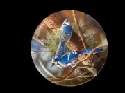 "The Blue Jay" Collector Plate by Kevin Daniel Knowles original box, certificate