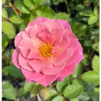 在飛比找蝦皮購物優惠-《葵》🌹 玫瑰花盆栽苗 🌹 玫瑰苗 🌹 玫瑰花苗 🌹 玫瑰盆