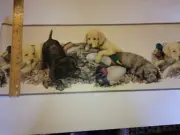 DUCKS UNLIMITED LABRADOR PUPPY DOGS PREPASTED WALLPAPER BORDER DU2081B