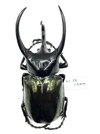 在飛比找露天拍賣優惠-Chalcosoma chiron janssensi.高卡