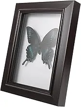 ABOOFAN desktop pendant home decor ornaments display box props prints wall decor decorations insect Modern artwork display decor picture frame office wall hanging decorative wall