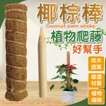 【現貨-免運費植物爬的健康美麗】椰纖棒 爬藤架 水苔棒 攀爬棒 水苔柱 蛇木柱 蔓綠絨 爬藤支架 椰棒 龜背芋 山烏龜