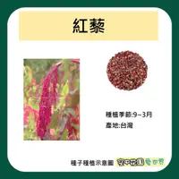 在飛比找蝦皮購物優惠-【台灣出貨 電子發票】紅藜種子 2g(約1500顆) 菜籽 