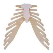 Human Sternum Model Human Skeleton Model Medicals Teaching Model Supplies