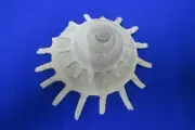 Huge Stellaria Solaris, 110 mm length=(4.33 inch)-Nature shell- Nice color-Good