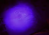 在飛比找Yahoo!奇摩拍賣優惠-B4A35 5mm led UV LED紫外線(波長390n