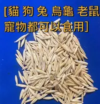 在飛比找Yahoo!奇摩拍賣優惠-燕麥草 貓草種子 【寵物飼養草種子】 每包約10公克 貓咪 