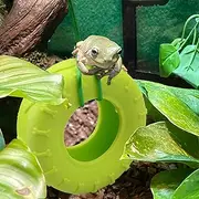 Miniature Tire Swing with Suction Cup Hook for Frog Tree Frog Toy