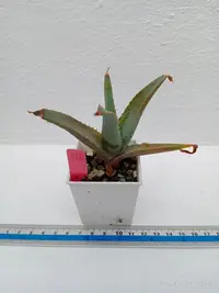 在飛比找Yahoo!奇摩拍賣優惠-Glauca aloe/多肉植物（裸根寄出）編號：526