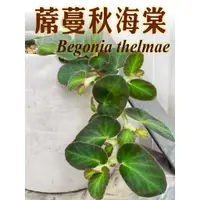在飛比找蝦皮購物優惠-綠果庭院-耐陰觀葉 蓆蔓秋海棠Begonia thelmae
