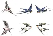 1set Anti-Collision Window Cling Bird Deterrent Decorative Window Decal Glue Static Cling Sticker Easy to Apply Remove Protect Birds from Strikes