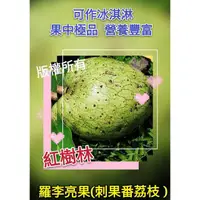 在飛比找蝦皮購物優惠-【紅樹林】羅李亮果、刺果番荔枝、日本釋迦 (種子)~每份30