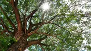 Shade and Ornamental Trees