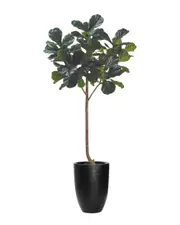 Creative Displays 7ft Fiddle Leaf Tree with Fiberstone Planter