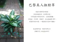 在飛比找Yahoo!奇摩拍賣優惠-心栽花坊-巴黎美人粗肋草/粗勒草/6吋盆/觀葉植物/室內植物