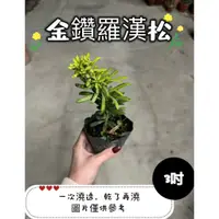 在飛比找蝦皮購物優惠-🪴【植入你心❦】金鑽羅漢松-3吋盆-定價120特價100