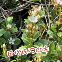 在飛比找蝦皮購物優惠-田尾玫瑰園 l 田代氏石斑木、假厚皮香、台灣白杏花【3.5吋