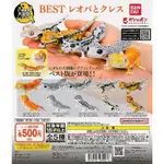 現貨 全新  日版 萬代 轉蛋 扭蛋 生物大圖鑑 豹紋壁虎與睫角守宮BEST