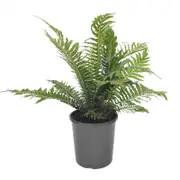 170mm Silver Lady Fern - Blechnum gibbum