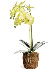 Napa Home & Garden Phalaenopsis Orchid Drop-In
