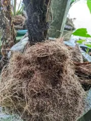 Coconut Coir Coco Peat 100g Organic Compost Hydroponic Coconut Fiber 100%Natural