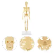 Human Skeleton Model Toys Plastic Simulation Mannequin Anatomy for Kids