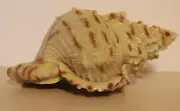 Aquus NOS Large Polyresin Lion Paw Murex Shell Aquarium Ornament