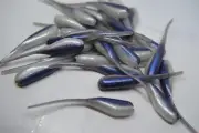JASONS 2" STINGER SHAD 30 PACK GRUBS CRAPPIE LURES JIGS BLUE SHAD