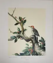 Roger Tory Peterson Red-Billed Woodpecker Lithograph Print USA 1948 Plate 157