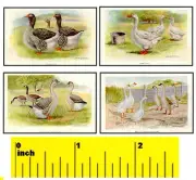 DOLLSHOUSE Mini Fun - VICTORIAN Geese Print Set - CDHM 1:12