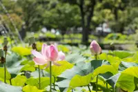 在飛比找雄獅旅遊優惠-高雄旅遊｜寒軒飯店.蓮池潭蓮花季.輕軌體驗.澄清湖.百年舊鐵