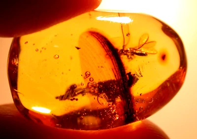 GIANT Isoptera Wing with Large Mammal Poop Termite in Dominican Amber Fossil Gem