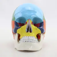 在飛比找蝦皮商城優惠-人體彩色頭骨模型模擬頭顱口腔頜面美容微整頭醫學模型