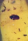 Swarm of Thrips, Wasps, and Beetles, Fossil inclusion in Burmese Amber