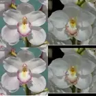 100mm RESCUE Cymbidium Orchid Seedling GB2105 (Mythic Creation ‘Smudge’ x Charis