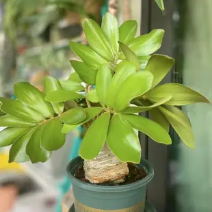 🌿台灣花球迷種業🌿【墨西哥鐵樹種子】精選種籽鳳尾蕉鐵樹叉葉鐵樹新種子 觀賞綠林室内外 可盆栽速發