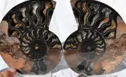 9698 RARE 1in100 BLACK Ammonite PAIR Deep Crystals 110myo FOSSIL LRG 135mm 5.3"
