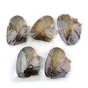 Oysters Real Pearl Gift Individually Wrapped Vacuum Package 7-8mm Jewelry Shell as show