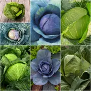 Cabbage Seeds - Assorted 7 Packs