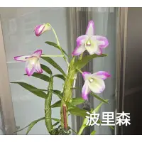 在飛比找蝦皮購物優惠-超值價🌺波里森石斛蘭 🌺花苗🌺春石斛