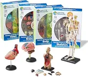 Learning Resources Anatomy Models Bundle Set, Brain, Body, Heart, Skeleton, Classroom Demonstration Tools, Grades 3+/Ages 5+