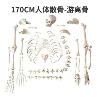 在飛比找蝦皮購物優惠-【免運 下殺價】人體骨骼 人體骨骼模型散骨170cm 成人散