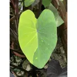 COLOCASIA LEMON LIME GECKO 檸檬石灰水芋