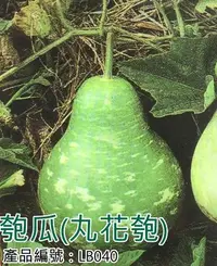 在飛比找Yahoo!奇摩拍賣優惠-*滿1200免運*【LB040】DIY種子栽種 成就滿滿~匏