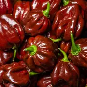 Chilli - Trinidad 7 Pod Burgundy seeds